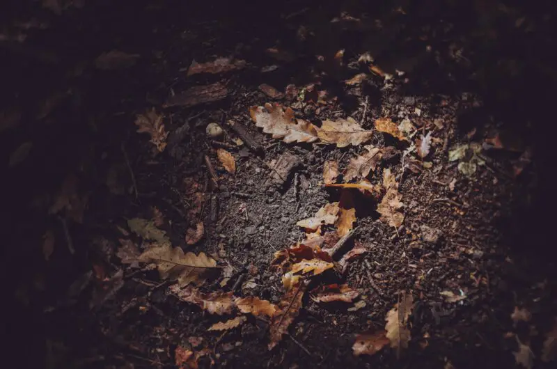 brown leaves on black soil