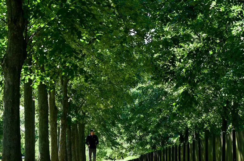 A person riding a bike down a tree lined road