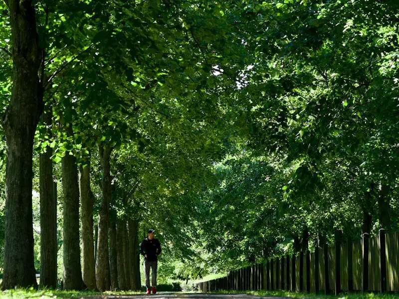 A person riding a bike down a tree lined road